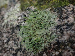 Pilophorus acicularis