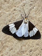 Nyctemera lacticinia