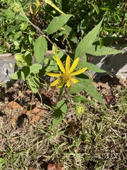 Helianthus hirsutus
