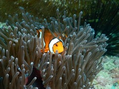 Amphiprion ocellaris
