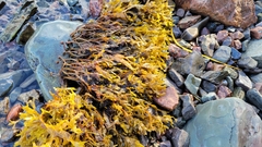 Fucus