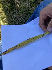Paspalum pubiflorum