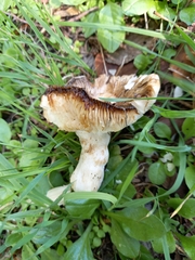 Russula cerolens