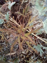 Pulsatilla