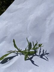 Proserpinaca palustris