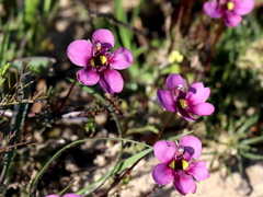 Diascia diffusa
