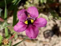 Diascia diffusa