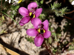 Diascia diffusa