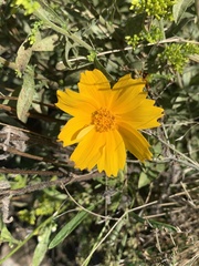 Coreopsis lanceolata
