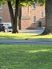 Sciurus carolinensis