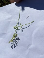 Daucus