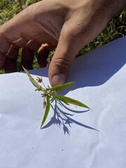 Proserpinaca palustris