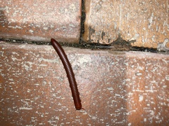 Trigoniulus corallinus