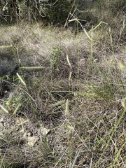 Bouteloua pectinata