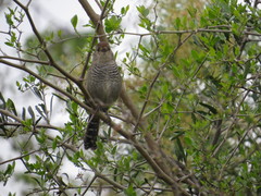 Thamnophilus ruficapillus