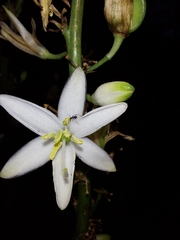 Asparagaceae
