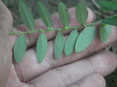 Phyllanthus ussuriensis
