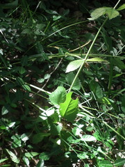 Veronicastrum sibiricum