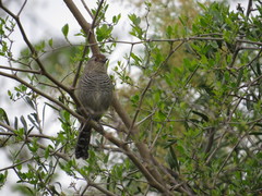 Thamnophilus ruficapillus