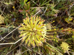 Leucospermum