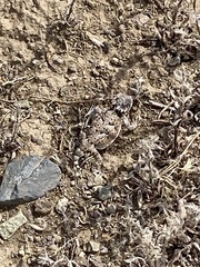 Phrynosoma platyrhinos