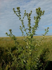 Cirsium serrulatum