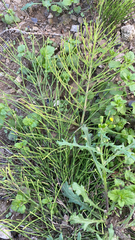 Equisetum arvense