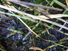 Eleocharis acicularis