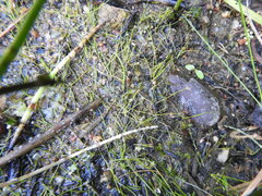 Eleocharis acicularis