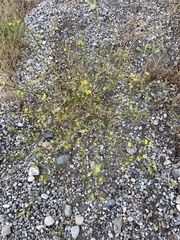 Sisymbrium altissimum