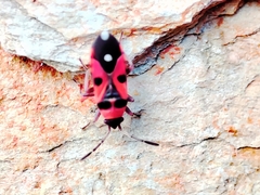 Horvathiolus superbus