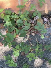 Ampelopsis