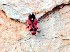 Horvathiolus superbus