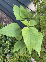 Magnoliopsida