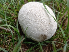 Lycoperdon perlatum