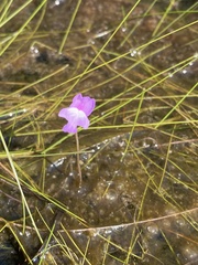Utricularia purpurea