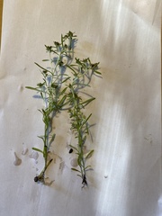 Gnaphalium uliginosum