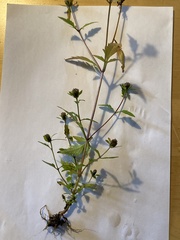 Bidens tripartita