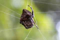 Parawixia