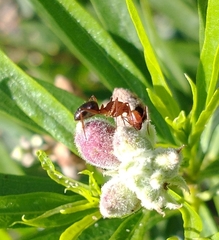 Myrmentoma