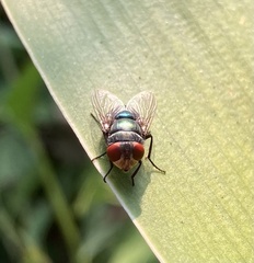 Chrysomya megacephala