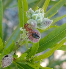 Myrmentoma