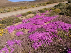 Drosanthemum hispidum