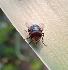Chrysomya megacephala