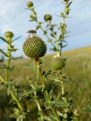 Cirsium serrulatum