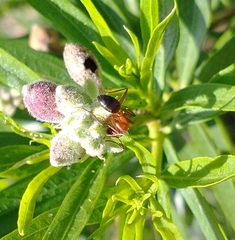 Myrmentoma
