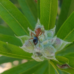Myrmentoma