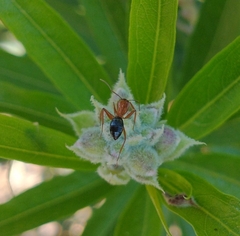 Myrmentoma