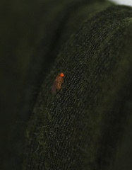 Diptera