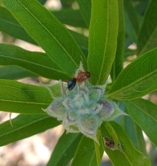 Myrmentoma